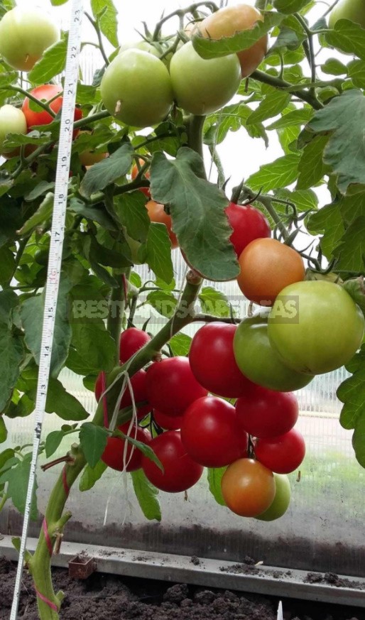 Fighting Off Late Blight Of Tomatoes: Sustainable Varieties, Care And Prevention