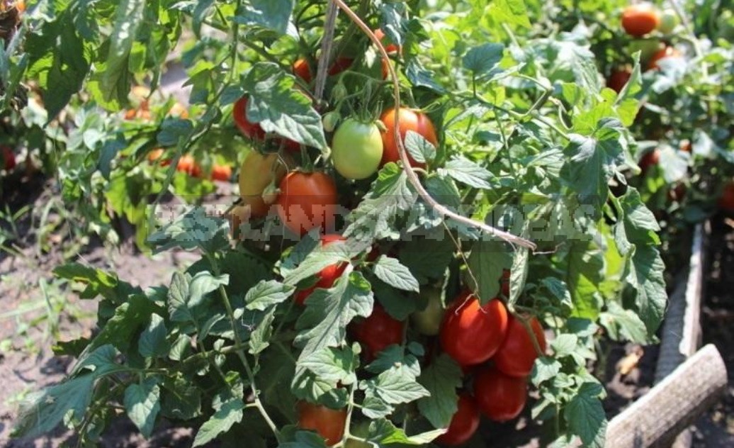 Fighting Off Late Blight Of Tomatoes: Sustainable Varieties, Care And Prevention