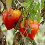 Fungal Diseases: How To Protect Plants Without Fungicides (Part 1)