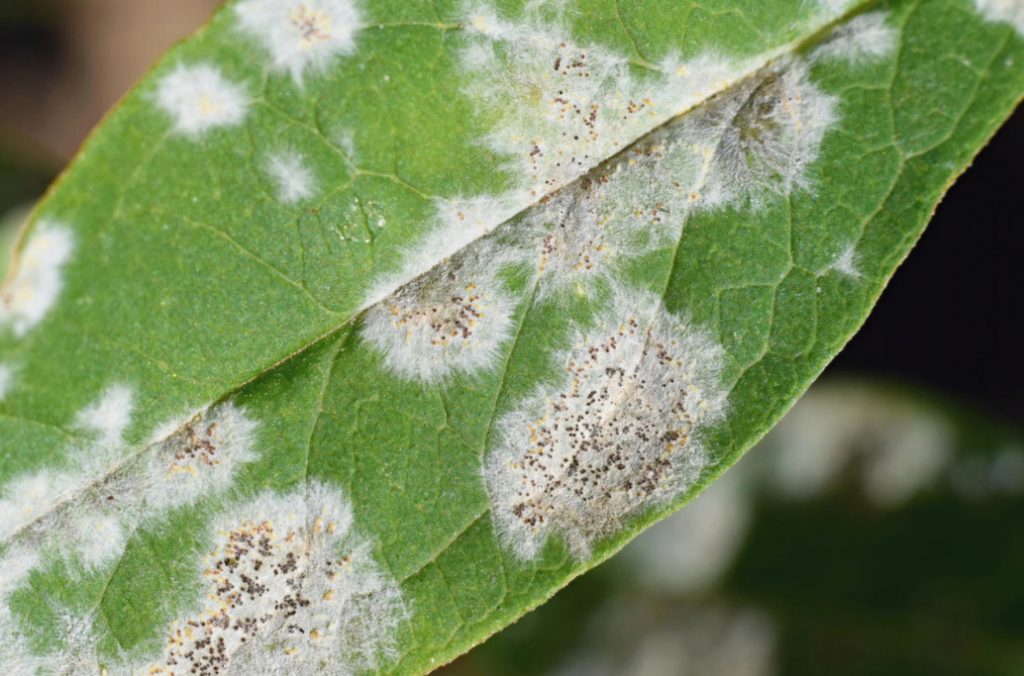 Fungal Diseases How To Protect Plants Without Fungicides (Part 1