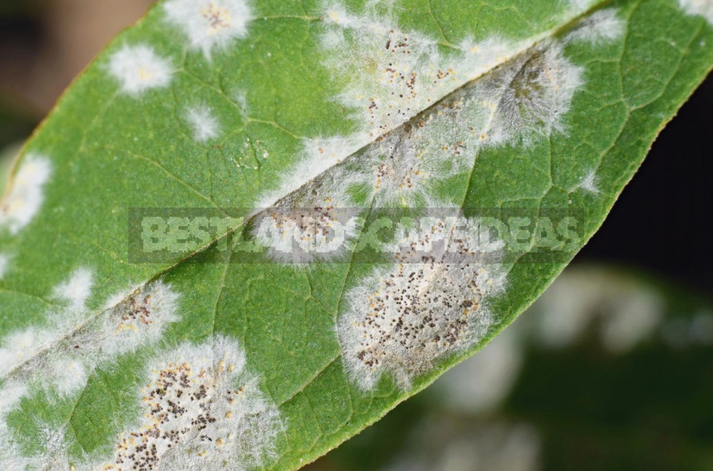 Fungal Diseases: How To Protect Plants Without Fungicides (Part 1)