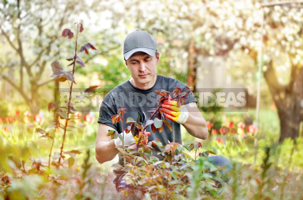 Cómo podar un rosal