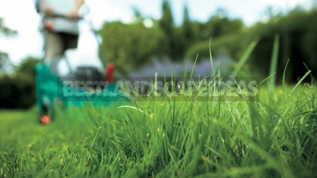 Grass Trimmers: What You Need To Know To Choose