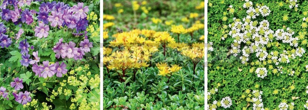 Groundcover Plants For The Garden: In The Shade And In The Sun