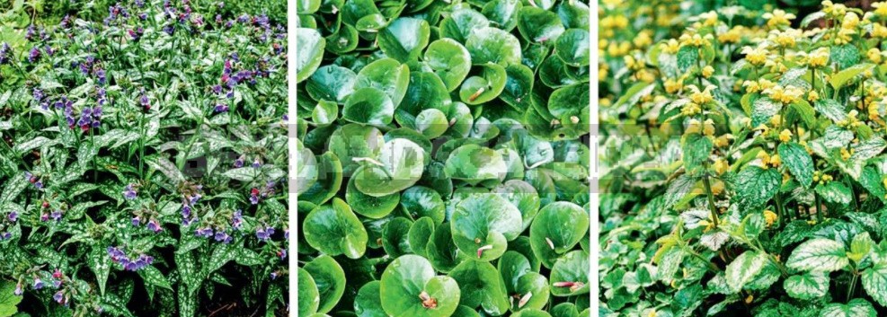Groundcover Plants For The Garden: In The Shade And In The Sun