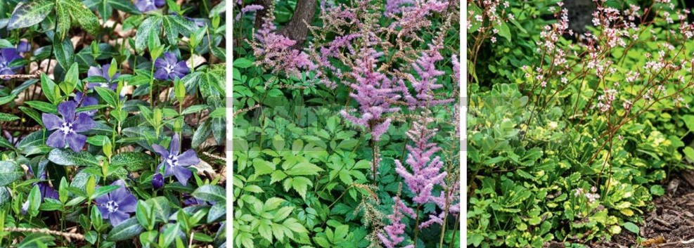 Groundcover Plants For The Garden: In The Shade And In The Sun