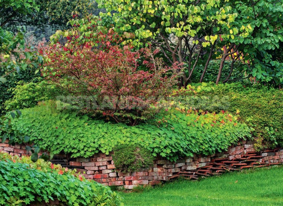 Groundcover Plants For The Garden: In The Shade And In The Sun