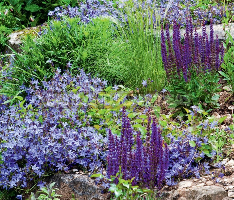 Groundcover Plants For The Garden: In The Shade And In The Sun