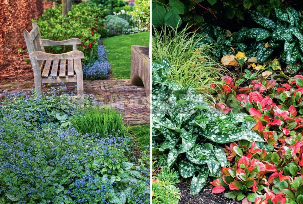 Groundcover Plants For The Garden: In The Shade And In The Sun