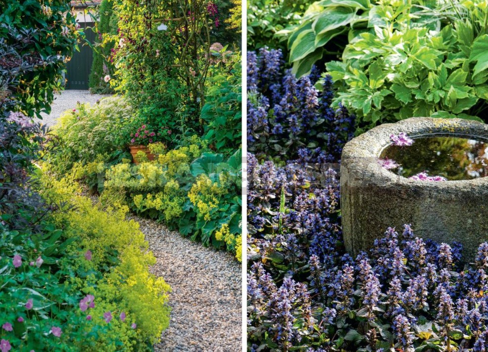 Groundcover Plants For The Garden: In The Shade And In The Sun