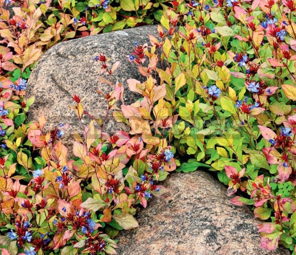 Groundcover Plants For The Garden: In The Shade And In The Sun