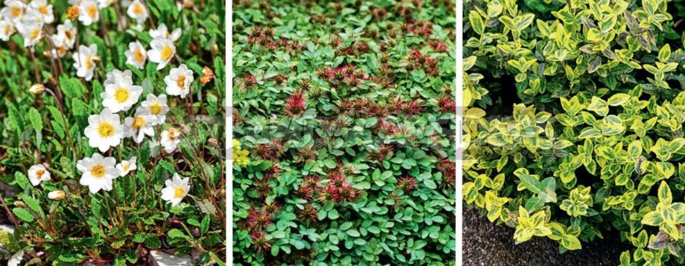 Groundcover Plants For The Garden: In The Shade And In The Sun