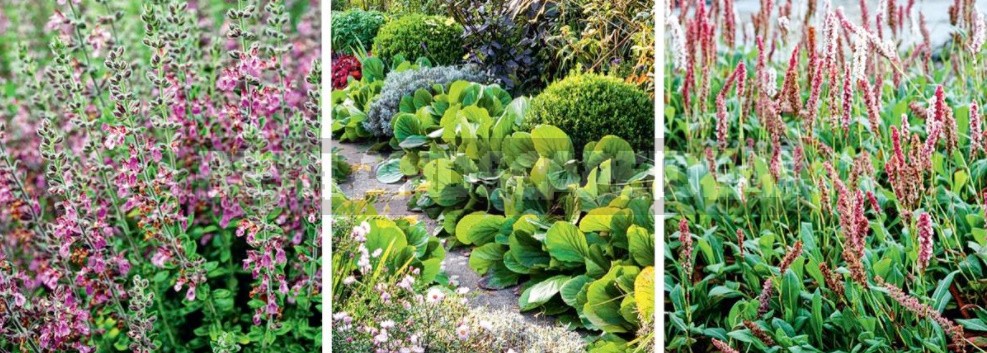 Groundcover Plants For The Garden: In The Shade And In The Sun