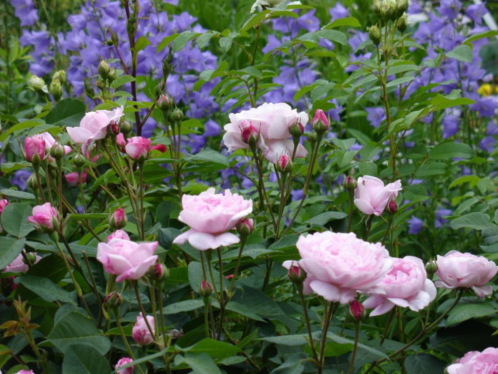 Growing Roses In Questions And Answers (Part 1)