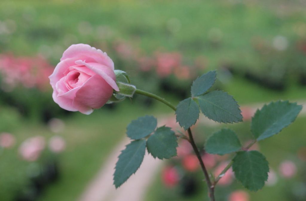 Growing Roses In Questions And Answers (Part 2) Best Landscape Ideas