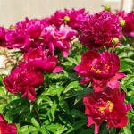 How To Make Peonies Bloom If They Persist In Refusing To Do So