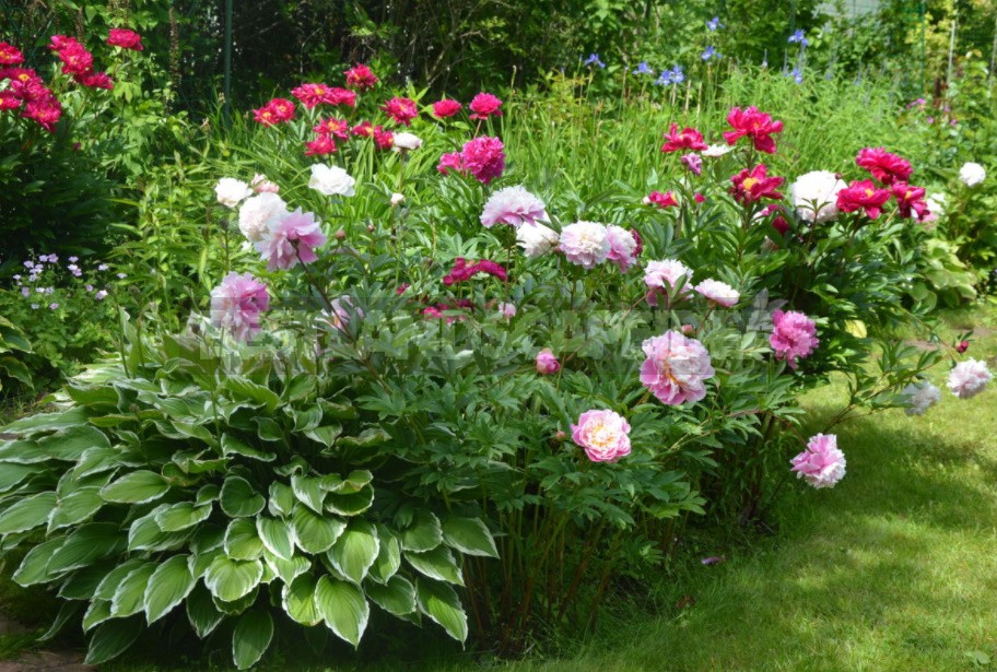 How To Make Peonies Bloom If They Persist In Refusing To Do So