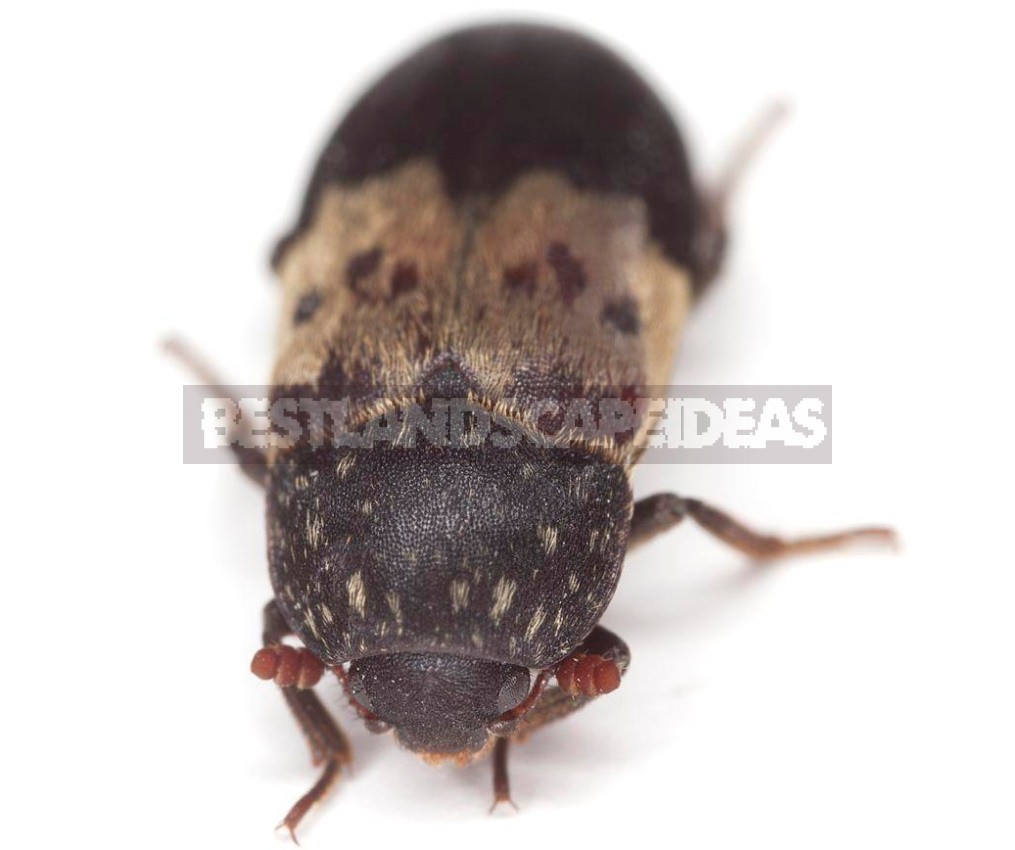 Insects In Our Homes: Photos, Description, Harm