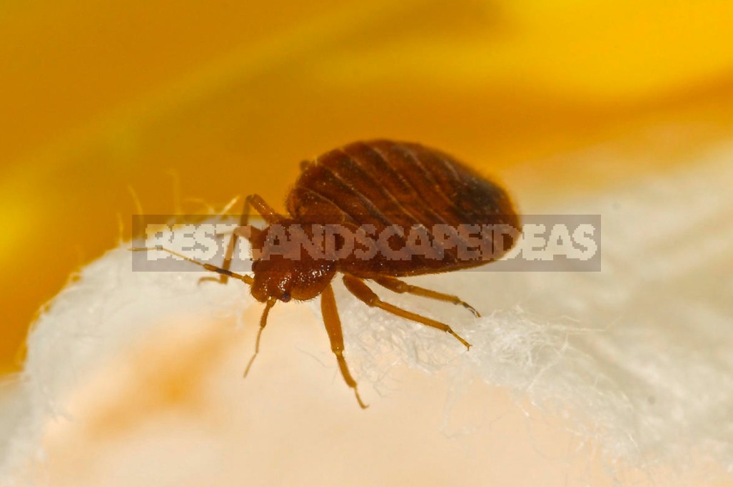 Insects In Our Homes: Photos, Description, Harm