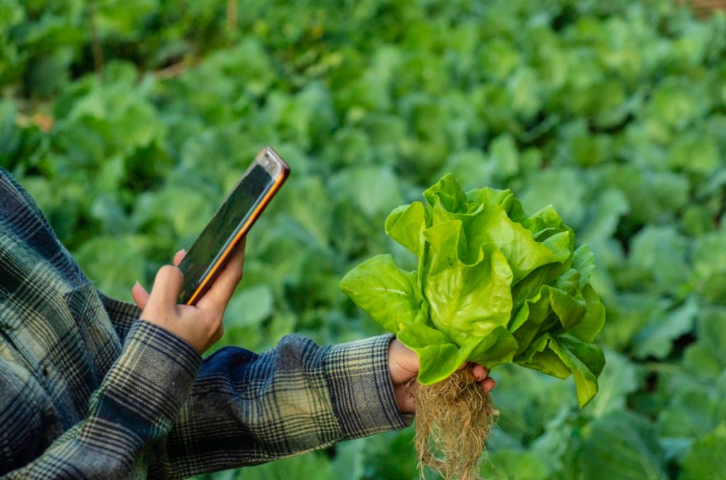 Internet In a Country House: 8 Reasons To Stay Connected