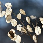 Lunaria: Photos, Description Of Species, Cultivation