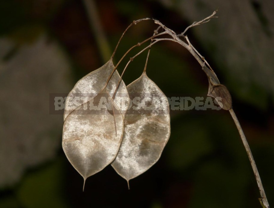 Lunaria: Photos, Description Of Species, Cultivation