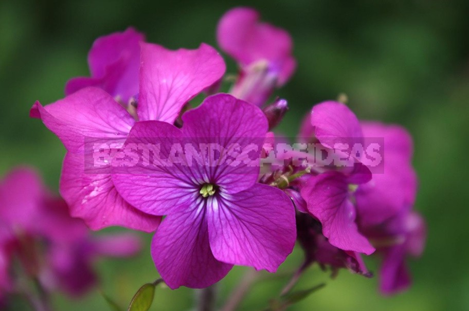 Lunaria: Photos, Description Of Species, Cultivation