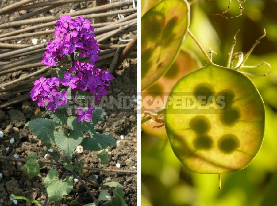 Lunaria: Photos, Description Of Species, Cultivation