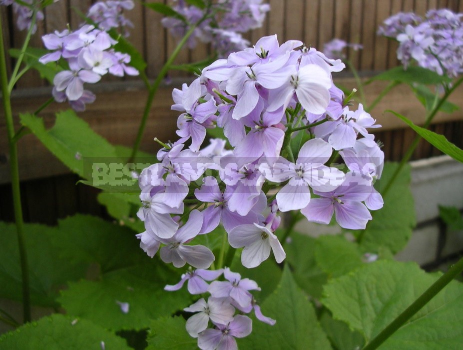 Lunaria: Photos, Description Of Species, Cultivation