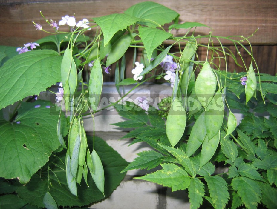 Lunaria: Photos, Description Of Species, Cultivation