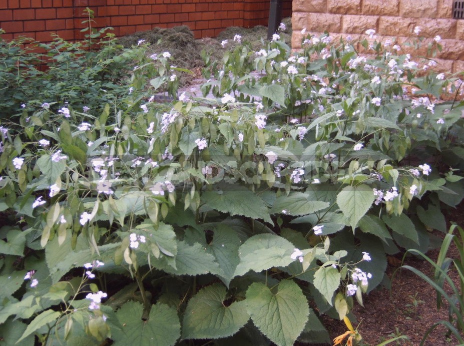 Lunaria: Photos, Description Of Species, Cultivation