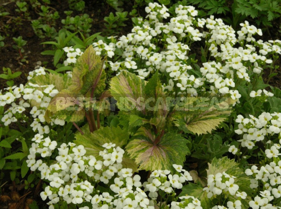 Lunaria: Photos, Description Of Species, Cultivation