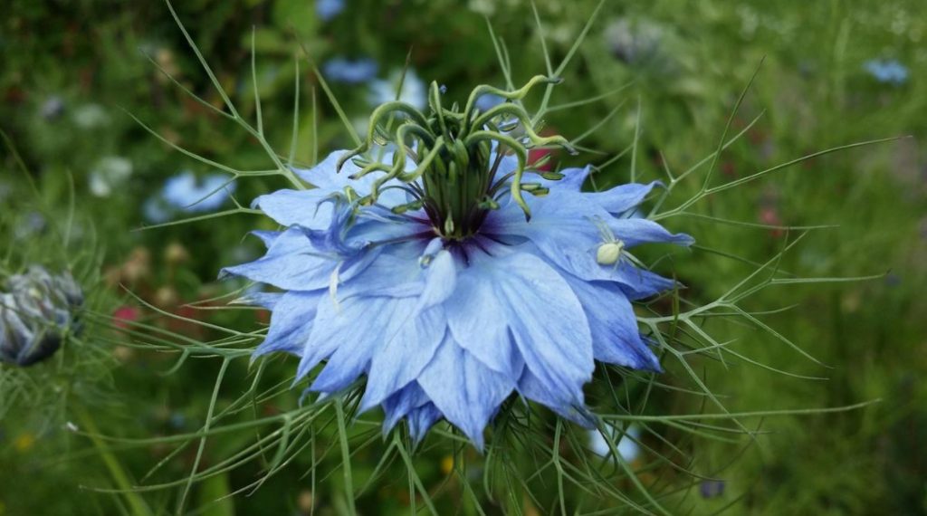 Nigella: Types, Photos, Cultivation And Use