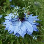 Nigella: Types, Photos, Cultivation And Use