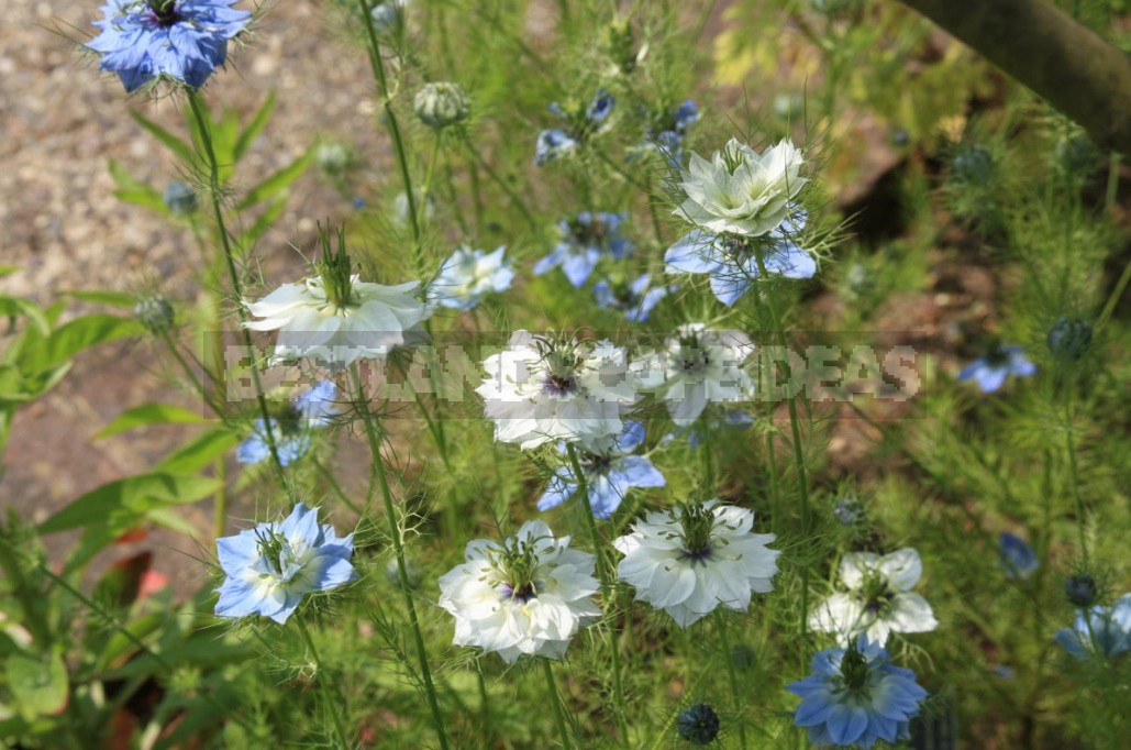 Nigella: Types, Photos, Cultivation And Use