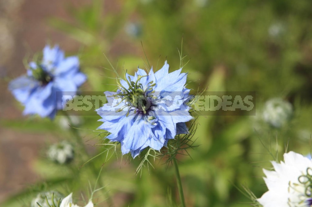 Nigella: Types, Photos, Cultivation And Use