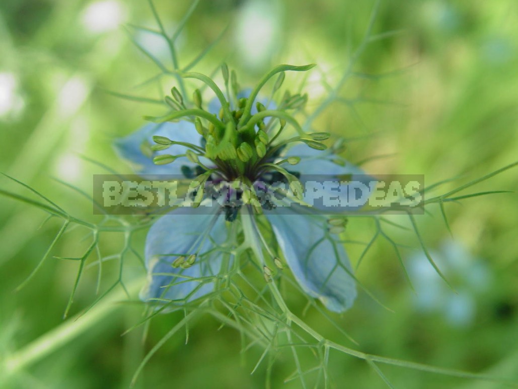 Nigella: Types, Photos, Cultivation And Use