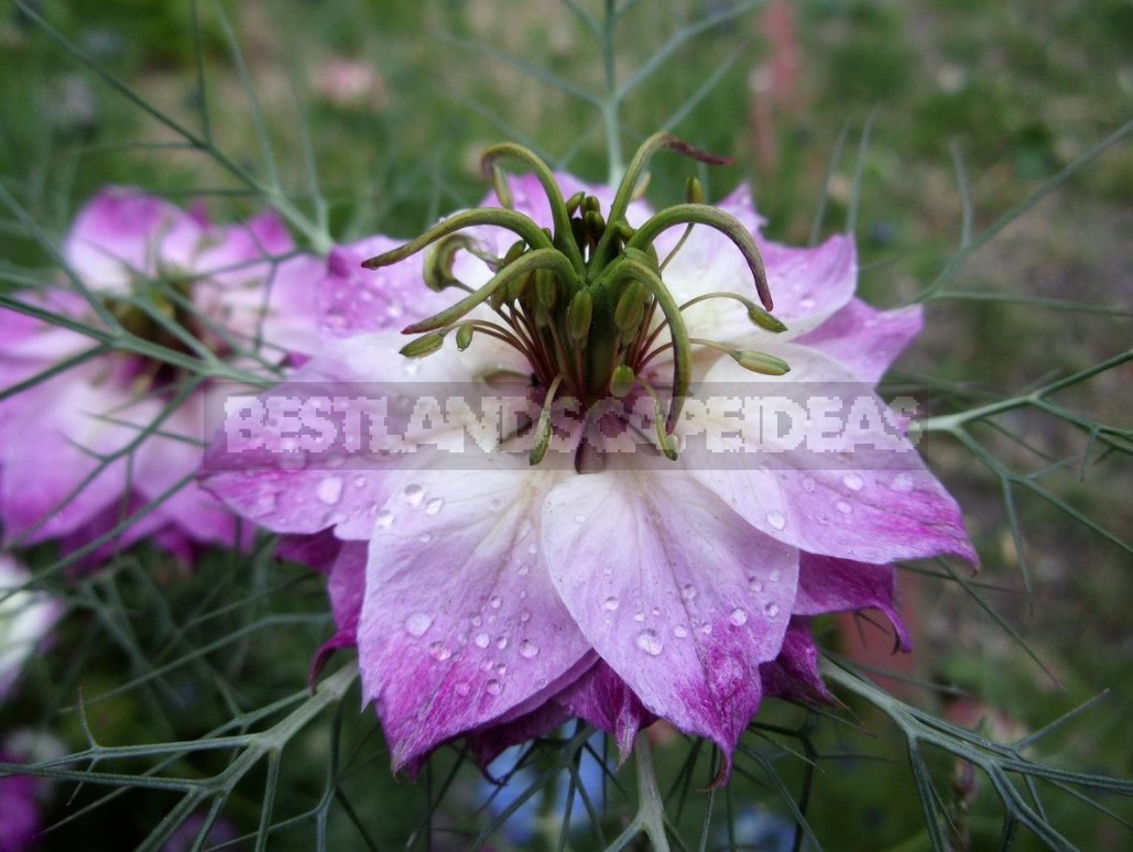 Nigella: Types, Photos, Cultivation And Use