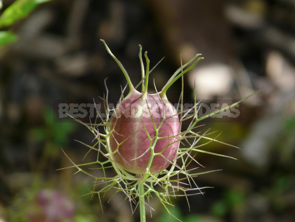 Nigella: Types, Photos, Cultivation And Use