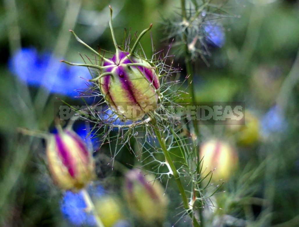 Nigella: Types, Photos, Cultivation And Use