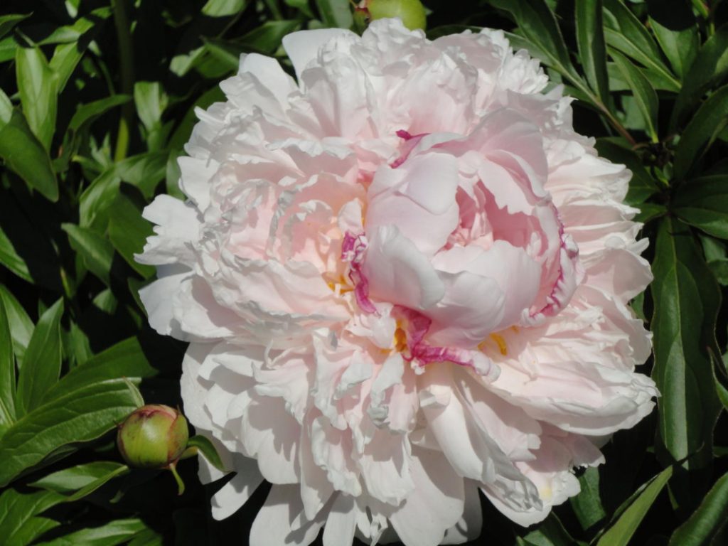 Peonies That Can Surprise: The Most Memorable Varieties And Types (Part 1)