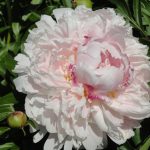 Peonies That Can Surprise: The Most Memorable Varieties And Types (Part 2)