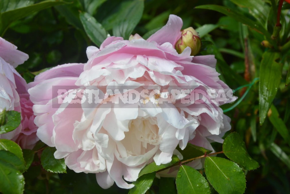 Peonies That Can Surprise: The Most Memorable Varieties And Types (Part 1)