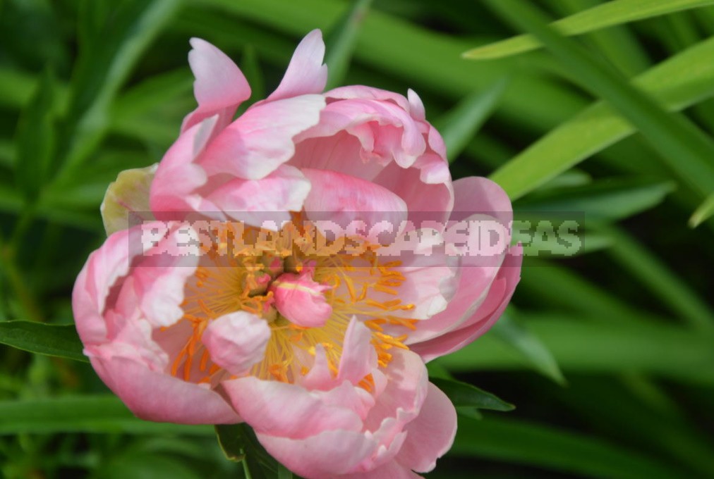 Peonies That Can Surprise: The Most Memorable Varieties And Types (Part 2)