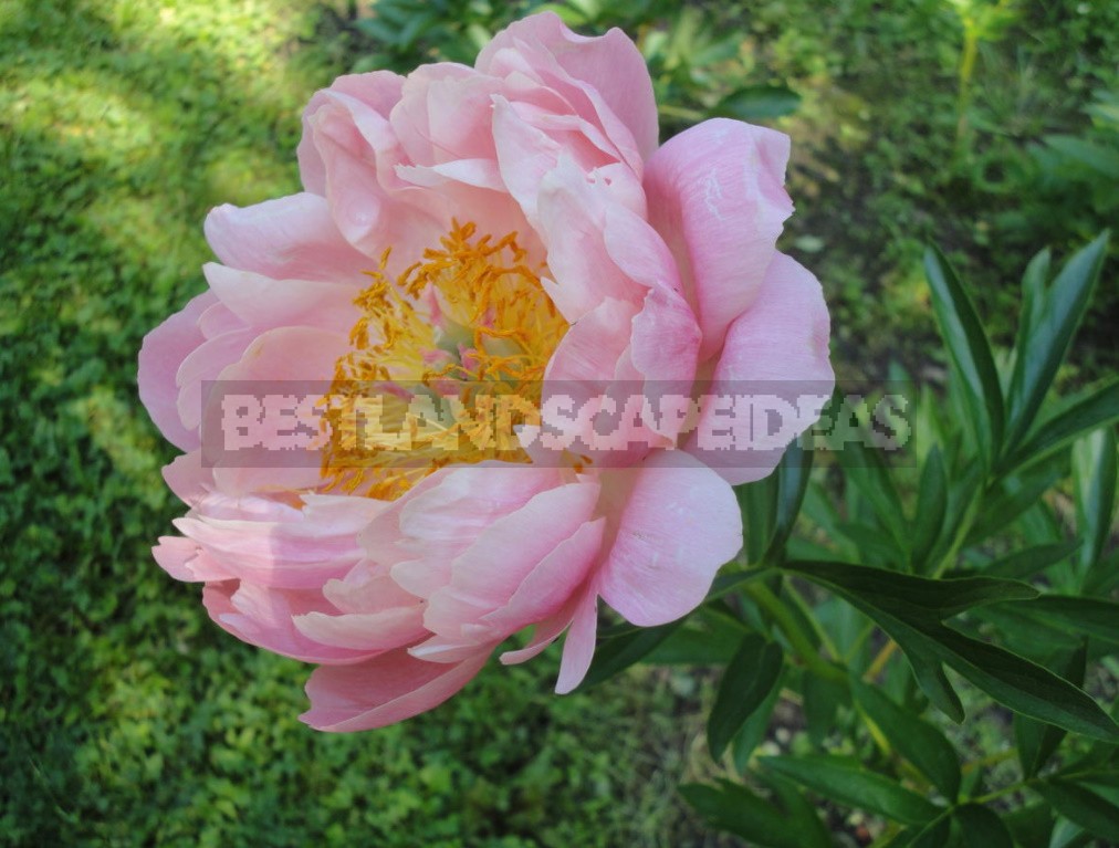 Peonies That Can Surprise: The Most Memorable Varieties And Types (Part 2)