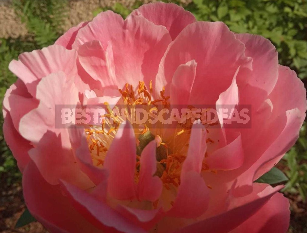 Peonies That Can Surprise: The Most Memorable Varieties And Types (Part 2)