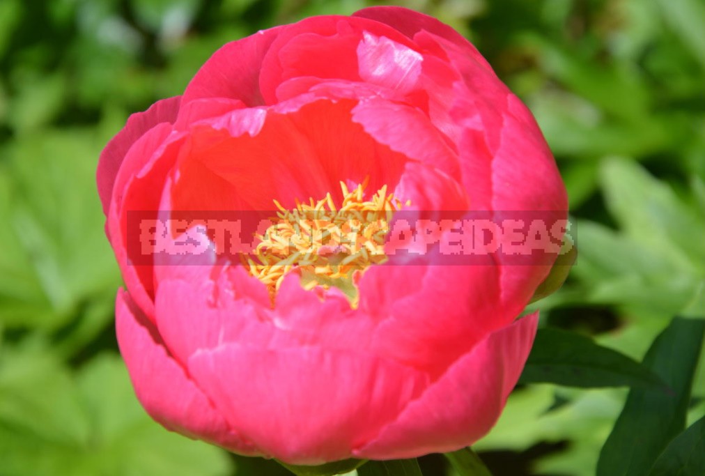 Peonies That Can Surprise: The Most Memorable Varieties And Types (Part 2)