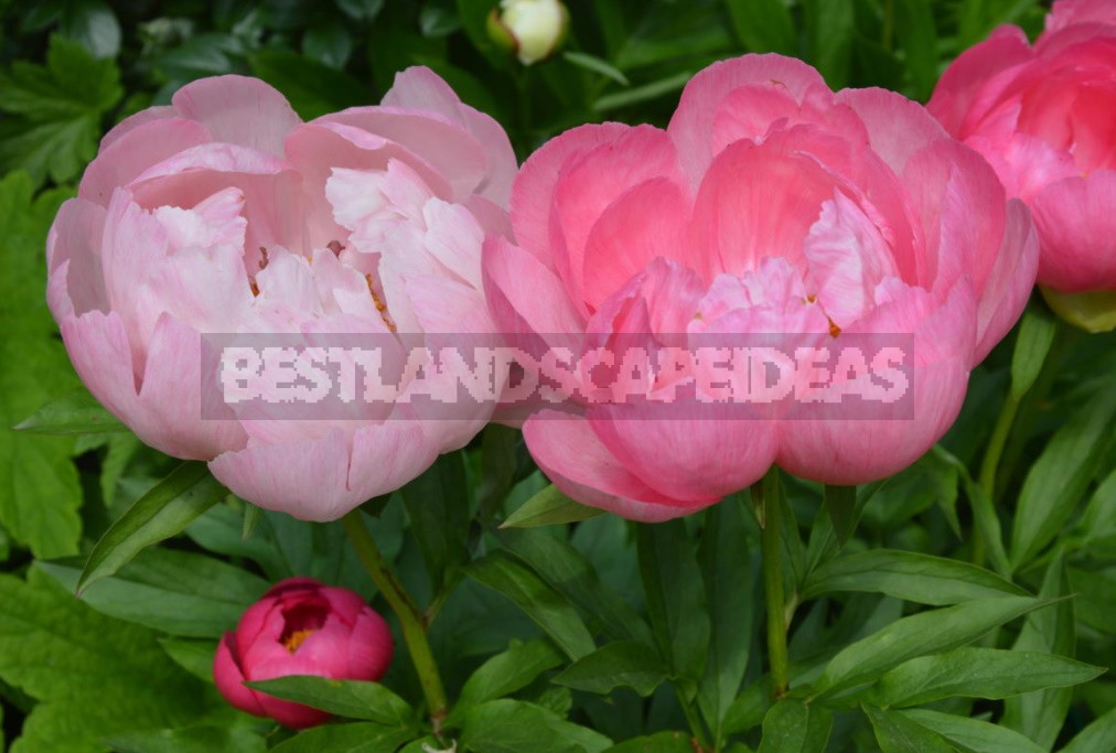 Peonies That Can Surprise: The Most Memorable Varieties And Types (Part 2)