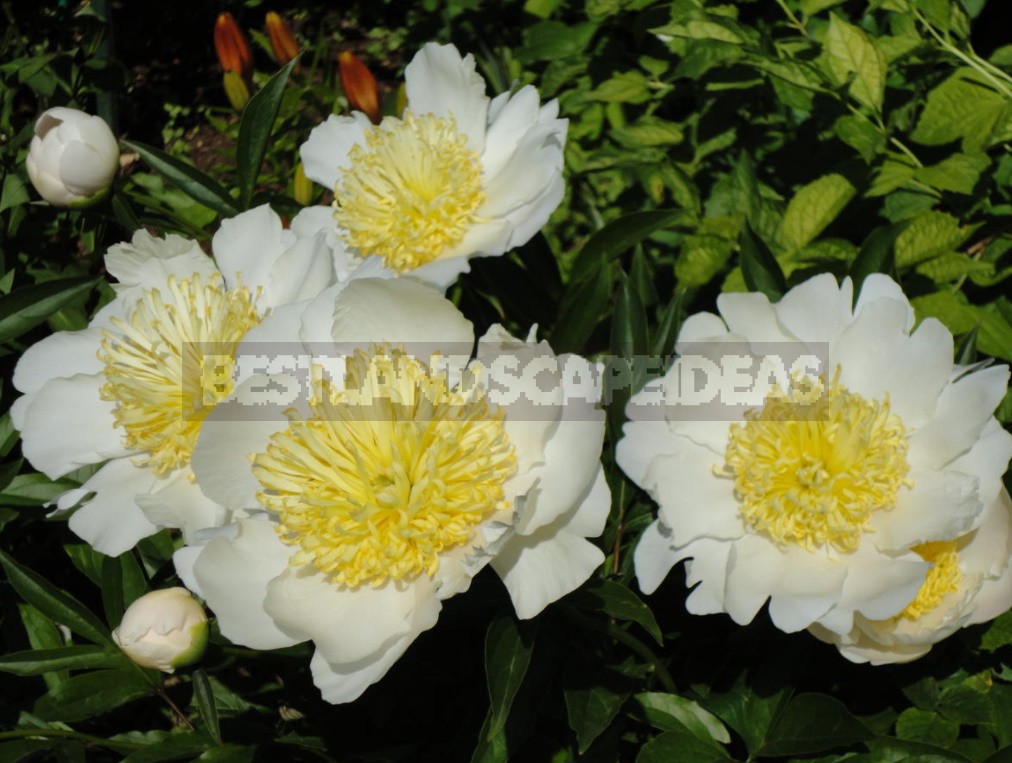 Peonies That Can Surprise: The Most Memorable Varieties And Types (Part 2)