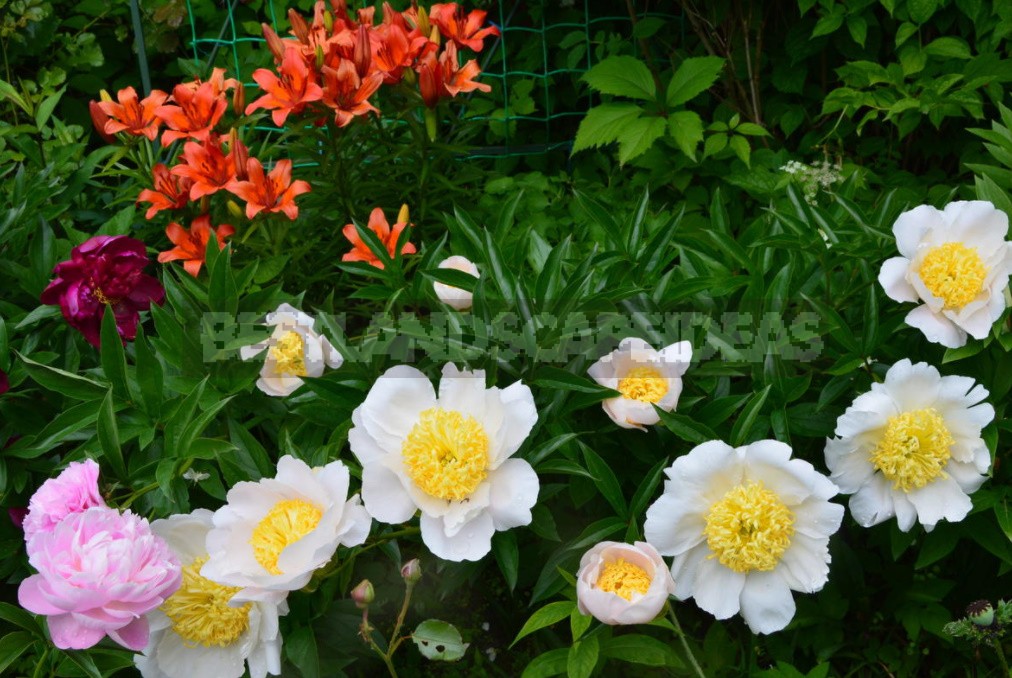 Peonies That Can Surprise: The Most Memorable Varieties And Types (Part 2)